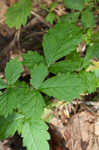 Beaked agrimony